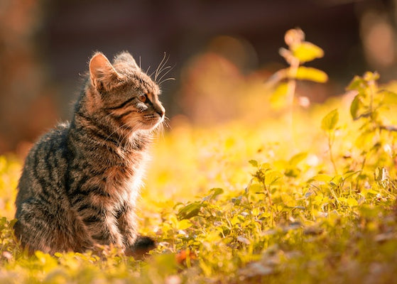 23 Unique Cat Memorial Gifts for a Special Feline Friend