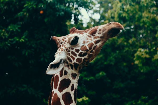 Giraffe Gifts: Spot the Perfect Gift For Everyone