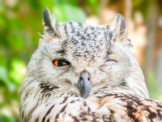 Owl Gifts For Her That Are a Hoot | Printed Memories