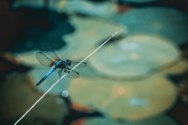 28 Beautiful Dragonfly Gifts