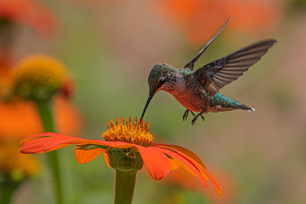 30+ Delightful Hummingbird Gifts