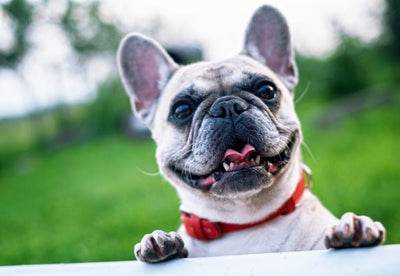 16 Perfect French Bulldog Gifts