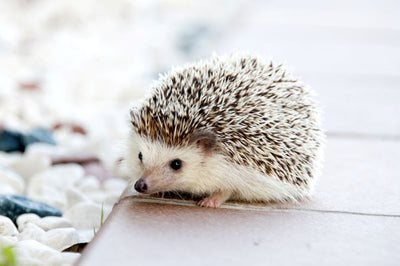 The Cutest Hedgehog Gifts For Your Kids or Friends